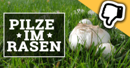 Pilze im Rasen