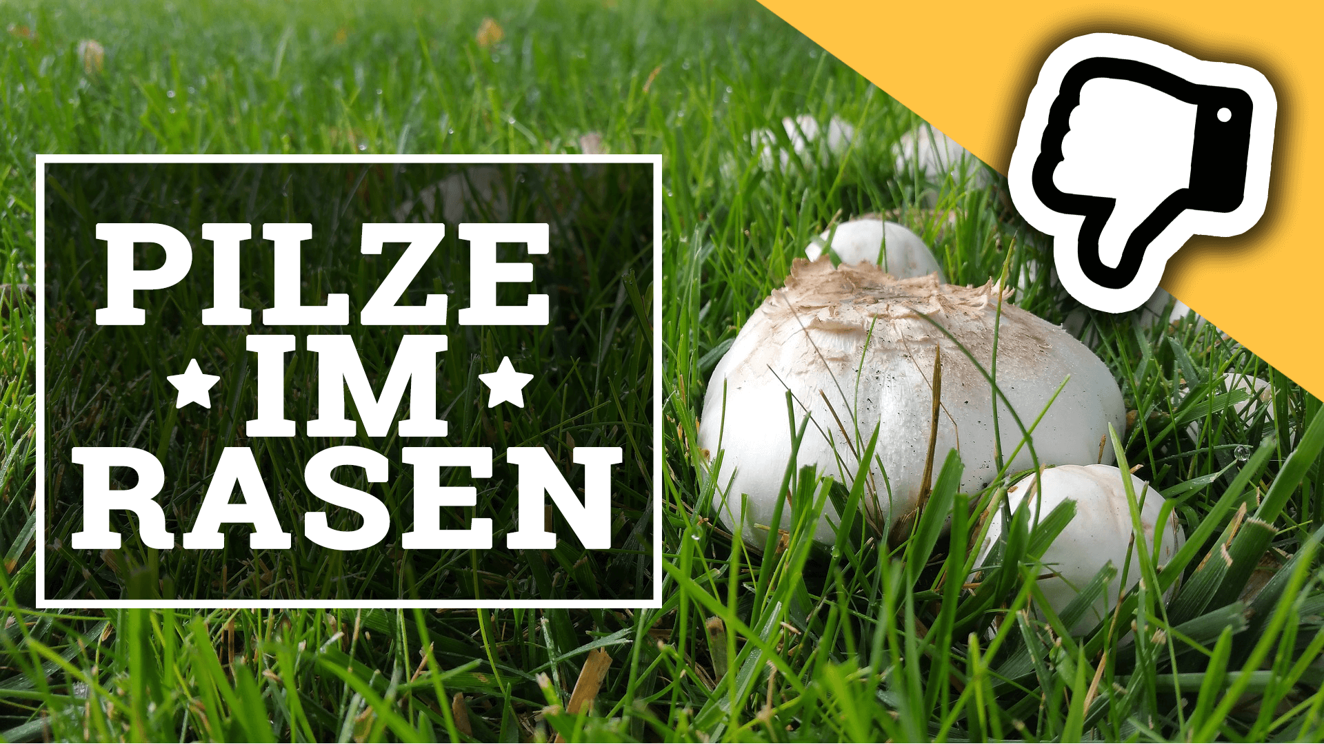 ᐅso Entfernen Sie Lastige Pilze Im Rasen ᐅ Ratgeber ᐅ Rasenpflege