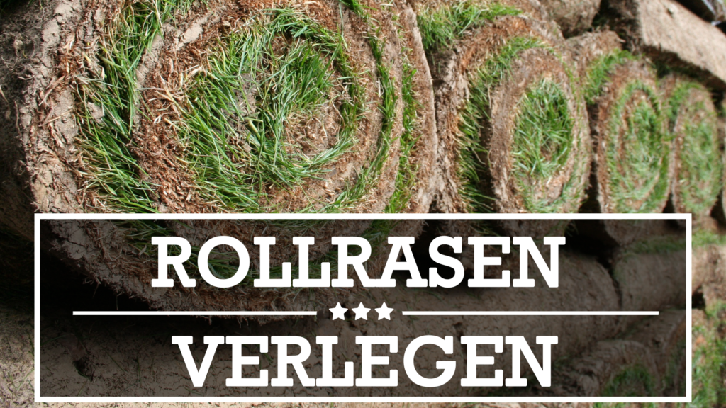 ᐅRollrasen verlegen ganz einfach - Darauf sollten Sie ...